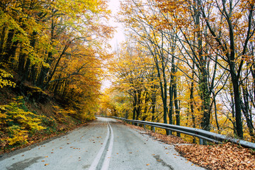 Fototapeta premium Droga w żółtym lesie jesienią, przyroda