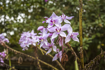 Pink orchid flowers. Selective focus.