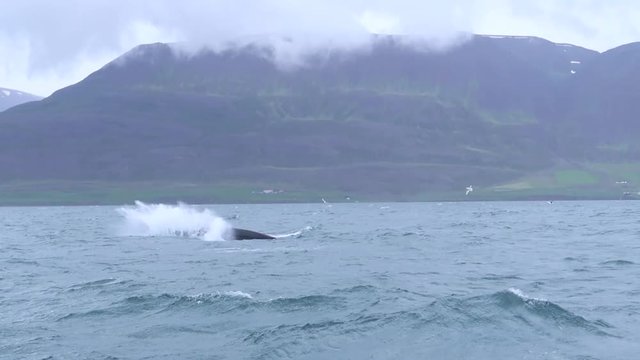 Humpback whale is swimming in his natural environment - Dalvik, Iceland