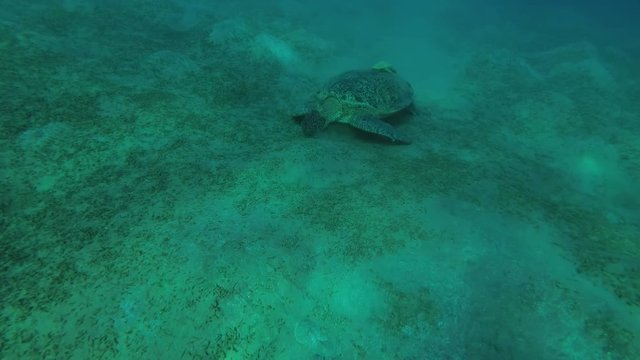 Big Green Sea Turtle (Chelonia mydas) with Remora fish (Echeneis naucrates) eats the sea grass on a sandy bottom, Red sea, Marsa Alam, Abu Dabab, Egypt
