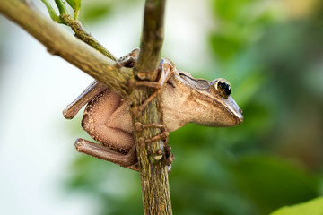 Brown common tree frog in Thailand