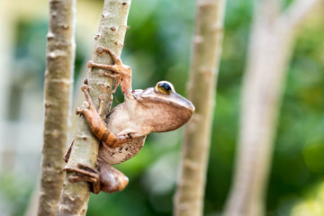 Brown common tree frog in Thailand
