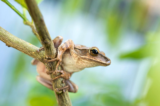Brown common tree frog in Thailand