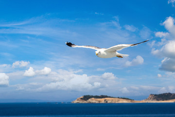 Naklejka premium Big seagull in sky