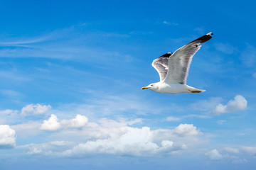 Big seagull in sky