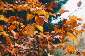 close-up of autumn leaves on the branches