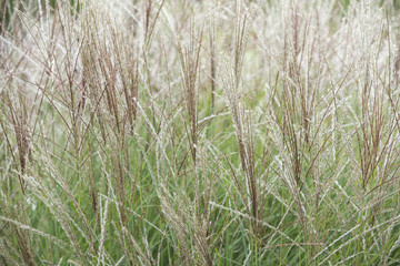 Zarte Blumen vor Steinwand