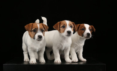 Cute jack russells babies. Close up. Black background