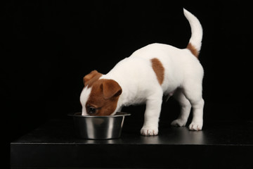 Jack russell baby eating from a bowl. Close up. Black background