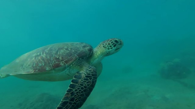 Young Green Sea Turtle (Chelonia mydas) swims near coral reef, Red sea, Marsa Alam, Abu Dabab, Egypt
