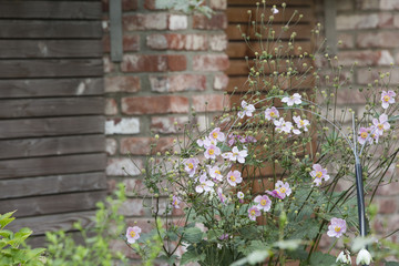 Zarte Blumen vor Steinwand