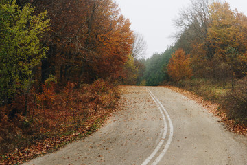 Fototapeta premium Road in autumn forest, nature landscape