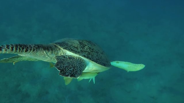 Leucism - Big male Green Sea Turtle (Chelonia mydas) with Remora fish (Echeneis naucrates) and Golden Trevally (Gnathanodon speciosus) breathe in surface of water and dives to the bottom, Red sea 
