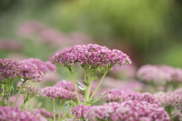 Obraz premium Sedum, Fette Henne Bodendecker im Garten werden von der Sonne angestrahlt