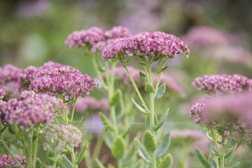 Fototapeta premium Sedum, Fette Henne Bodendecker im Garten werden von der Sonne angestrahlt