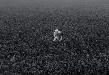 The Cather In The Rye (Sieppari Ruispellossa)
