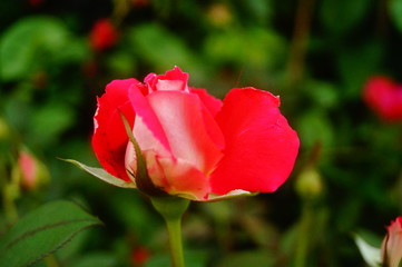 The red roses are beautiful in the garden