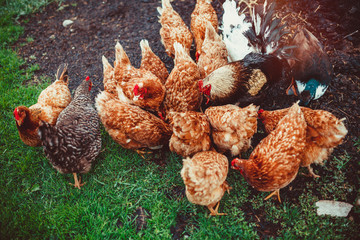 Free range living chickens and ducks
