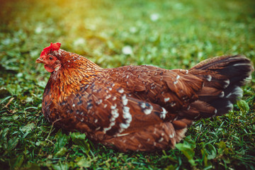 Free range living chicken