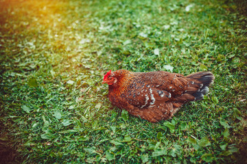 Free range living chicken