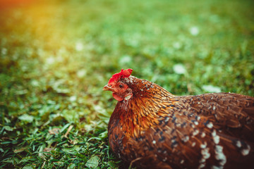 Free range living chicken