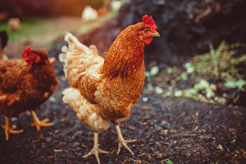 Free range living chickens