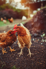 Free range living chickens