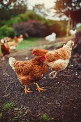 Free range living chickens