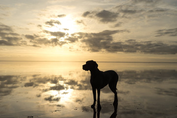 The Greatdane at the Sea © Ben.Photoholic