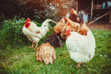 Free range living chickens