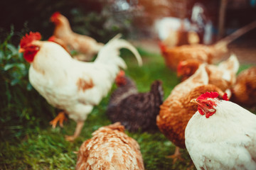 Free range living chickens