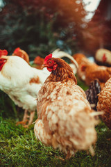 Free range living chickens