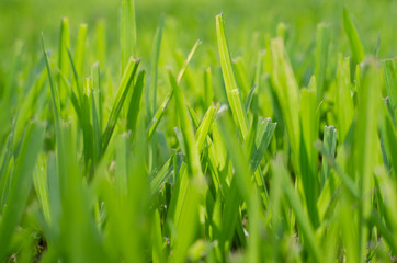 Fototapeta na wymiar Grass In Soft Focus for Natural Background.
