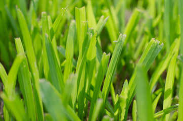 Grass In Soft Focus for Natural Background.