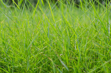 Grass In Soft Focus for Natural Background.