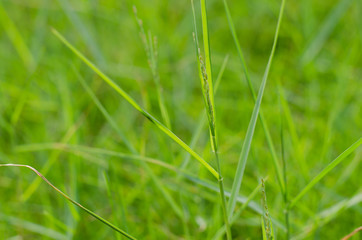 Grass In Soft Focus for Natural Background.