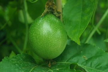 A close-up of passion fruit growing in an orchard