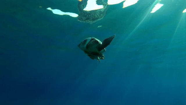 Young male Green Sea Turtle (Chelonia mydas) with Remora fish (Echeneis naucrates) floats to surface of water, breathes and dives to the bottom, Red sea, Marsa Alam, Abu Dabab, Egypt
