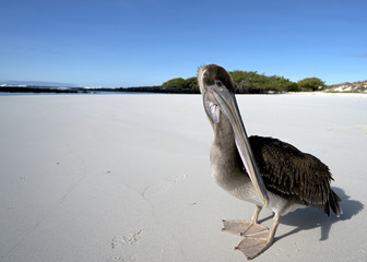 Galapagos Brown Penguin cleaning up in Santa Cruz Island