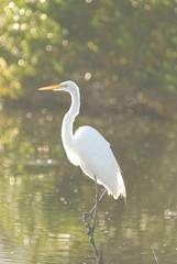 Obraz premium The Great Egret