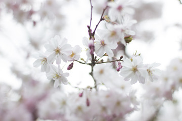 White pink flowers