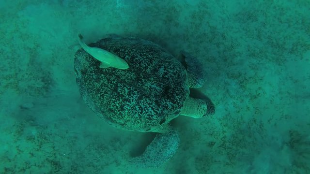 Big male Green Sea Turtle (Chelonia mydas) with Remora fish (Echeneis naucrates) eats the sea grass on a sandy bottom, Red sea, Marsa Alam, Abu Dabab, Egypt
