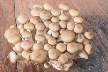Fresh Shimichi mushrooms isolate on wood background