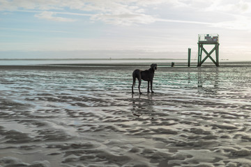 The Greatdane at the Sea © Ben.Photoholic