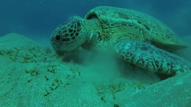 Leucism - Big male Green Sea Turtle (Chelonia mydas) slowly emerges to surface, Red sea, Marsa Alam, Abu Dabab, Egypt
