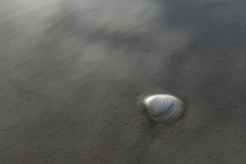 Die Muschel © Ben.Photoholic