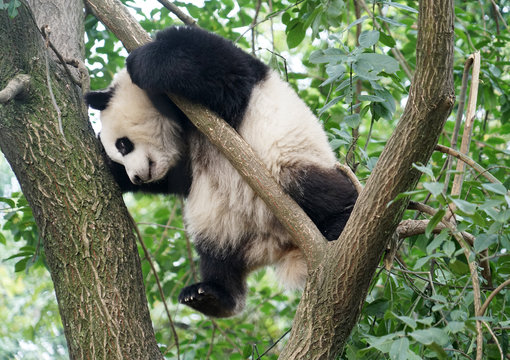 Small panda climbing up on the tree looking around