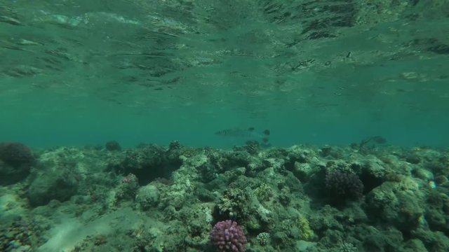 juvenile Great Barracuda (Sphyraena barracuda) swim beside coral reef, Red sea, Marsa Alam, Abu Dabab, Egypt
