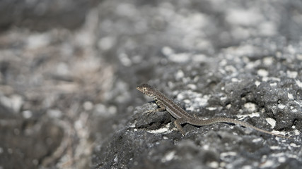 Lava Lizard sunning in Galapagos