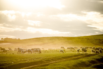 Mongolia flock